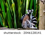 Ring Tailed Lemur  Lemur Catta  ...