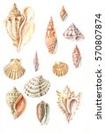  Sea Shells Watercolor Drawing 
