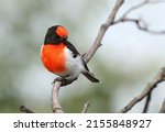 Male Red Capped Robin  Sydney ...