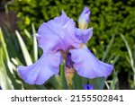 Purple Iris Flower Close Up