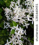 Small photo of Clematis armandii also called as Armand clematis or evergreen clematis, clematic vitalba, traveller's joy,virgin's bower,old man's beard