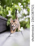 Small photo of Portrait of a purebred Bengal kitten outdoors walking towards the viewer. The kitten is surrounded by greenery. Vertical view with copy space, room for text.