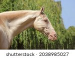 Portrait Of A Beautiful Horse ...