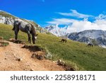 Wild horses in Gran Sasso National Park. Highest peak of Apennine Mountains. Gran Sasso National Park, Abruzzo, Italy.