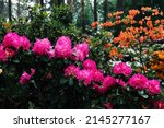 A large rhododendron in the...