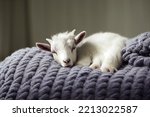 Cute baby goats slepping on on sofa under blanket.