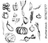 hand drawn vegetables set.  | Shutterstock . vector #307827377