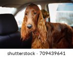 Small photo of Funny Irish red setter travels in the car. A sad dog that gets carsick on the trip