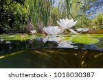 Beautiful White Water Lily ...