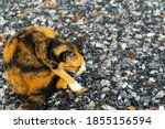 Small photo of Cat ,Tiger striped pattern on body of cat hair ,kitten burgle on the small stone.