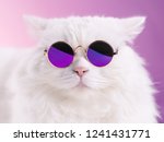 Close portrait of white furry cat in fashion sunglasses. Studio photo. Luxurious domestic kitty in glasses poses on pink background wall