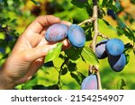 Tree full of blue plums in an...