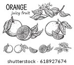 vector set oranges hand drawn... | Shutterstock .eps vector #618927674