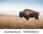 American Bison, buffalo, profile standing in tall grass prairie with light fog in background