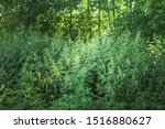 Thickets Of Nettles In The...