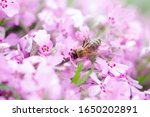 Honey Bee Collects Nectar And...
