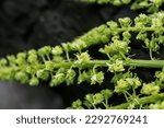 Small photo of Reseda luteola, dyer's rocket, dyer's weed, weld, woold, yellow weed