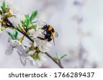 Bumblebee Sits On A Branch Of A ...