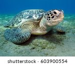 Turtle On The Sandy Bottom In...