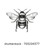 vector engraving illustration... | Shutterstock .eps vector #705234577