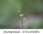 Small photo of Closeup of Indian Tobacco little purple wildflowers on stem with green leaves and green and brown background