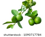 Isolated  Green Limes  On The...