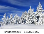 Spruce Tree Forest Covered By...