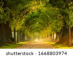 Tunnel Like Avenue Of Linden...