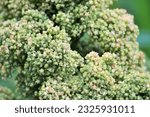 Small photo of Quinoa crop grows at farm superfood sprouted seed- is a species of the goosefoot genus (Chenopodium quinoa), a grain crop grown primarily for its edible seeds. It is a pseudocereal