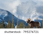 Bighorn Sheep In Alberta