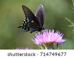 A Black Swallowtail Butterfly...