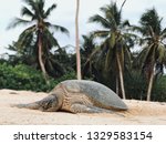 Turtle On Selingan Island ...