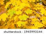 Yellow Autumn Maple Leaves View....