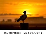 Silhouette of a pigeon at...