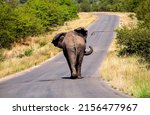 An elephant is walking on the...