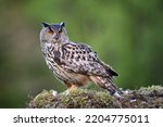 Portrait Eurasian eagle-owl sitting in the moss ground in the forest