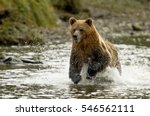 Grizzly Bear running in Knight Inlet British Columbia