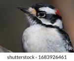 Female Downy Woodpecker Close Up