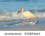 White Ibis Walking On The Beach
