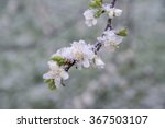 Small photo of Spring buds and flowers of fruit tree covered in snow. Nature deviance. Temperature anomaly. Spring and snow. Shallow DOF.