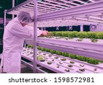 Vertical farm(indoor farm) researcher takes care of vegetables growing on vertical farm. Vertical farming is sustainable agriculture for future food.