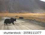 Small photo of yak crosses the road in the mountains. Mountain yaks on the road. High mountains