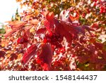 Red Viburnum Branch In The...