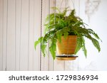 Pot of hanging boston fern