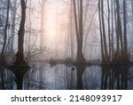 Swamp with trees and small lake in misty fog at sunrise. Tranquil, moody Czech landscape