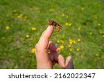 Big hornet on human finger at...