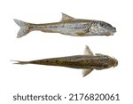 Small photo of Gudgeon fish isolated two sides on white background