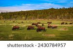 Bison herd grazing in a meadow...