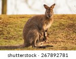 Kangaroo Mother  Common...