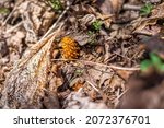 Small photo of Macro closeup of one Conopholis americana squawroot or American cancer-root cancerroot on forest ground floor soil among dry autumn leaves in Wintergreen resort hiking trail, Virginia